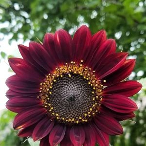 Meet your Posher, Cyndi